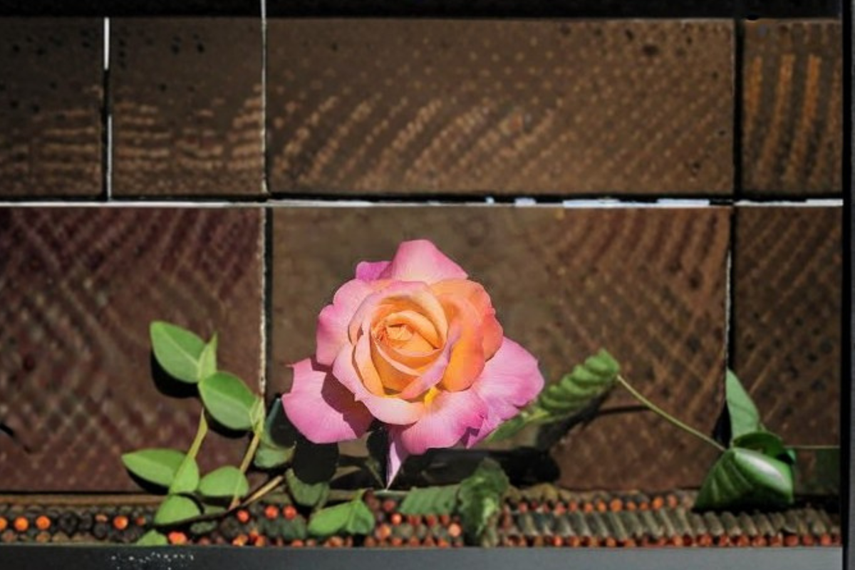 Chicago Peace Rose Live Plant 1 Gallon Pink Yellow Hybrid Tea Rose Bush (Rosa 'Chicago Peace') for Flowering Garden Landscape