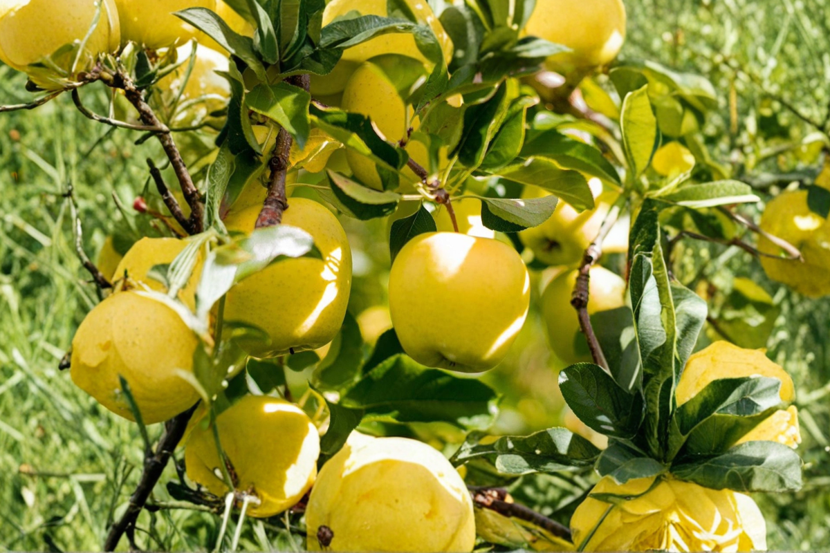 Yellow Delicious Apple Tree 4-6 ft Live Plant - Malus domestica - Fruit Tree for Home Orchard and Garden Planting