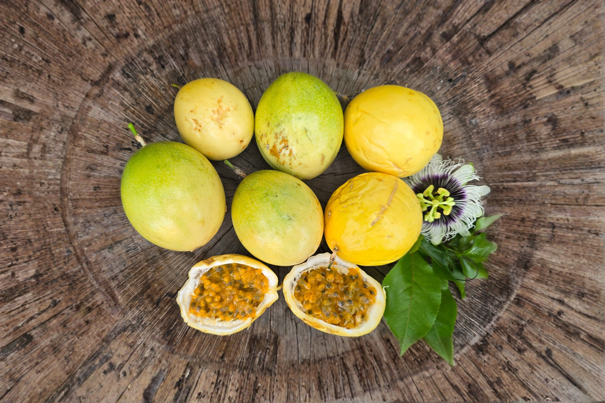 Giant Granadilla Passion Fruit Seeds - 15 Rare Tropical Vine Seeds for Outdoor Trellis - Passiflora ligularis
