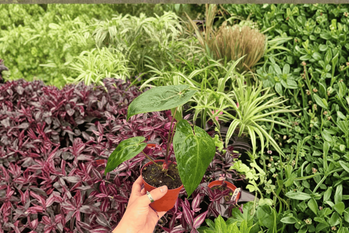 Anthurium Dark Phoenix x Papillilaminum - 4" Potted Hybrid Tropical Aroid - 2 Exact Live Plants - Ornamental Foliage
