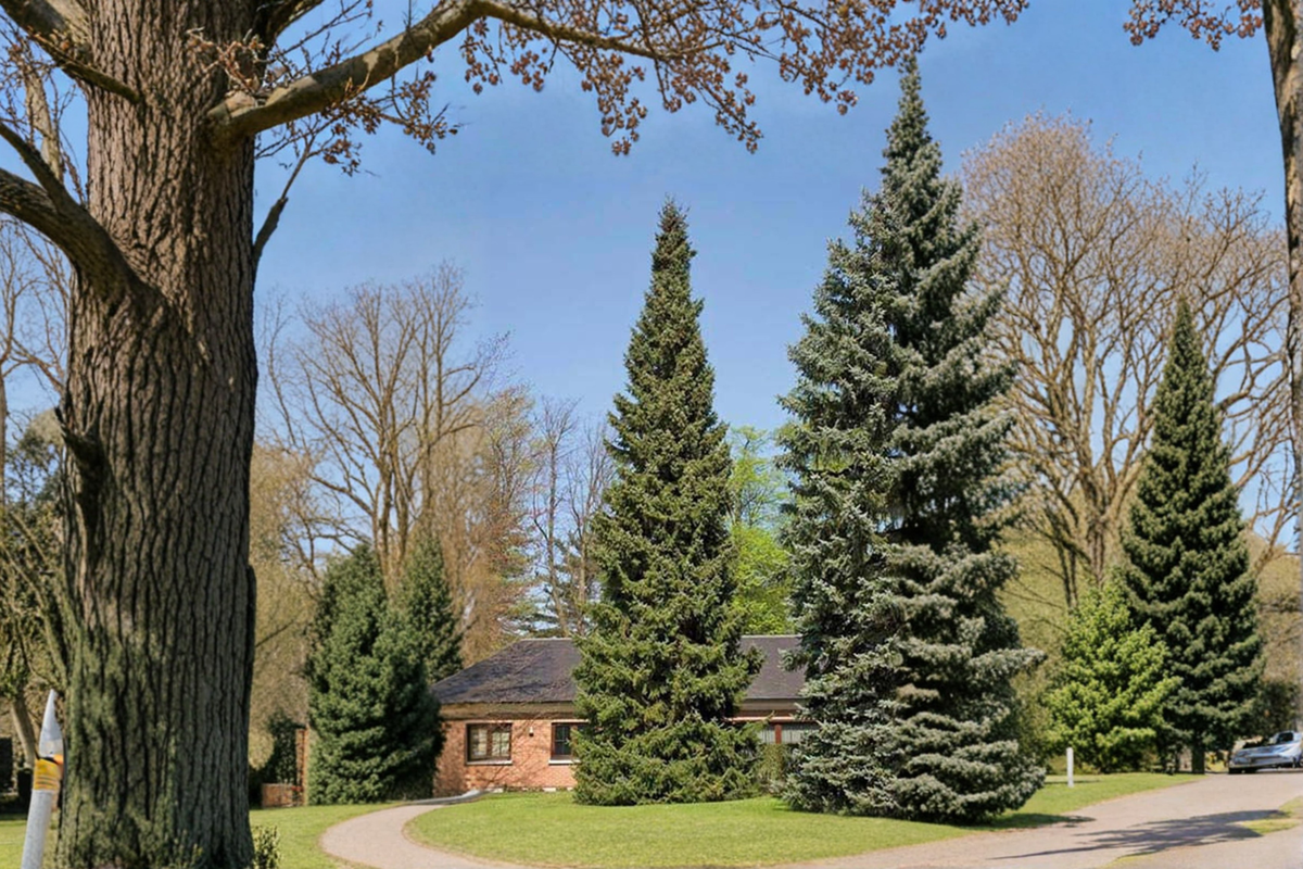 Narrow Norway Spruce Live Plant 1 Gallon Pot Picea abies ‘Columnaris’ Cold Hardy Evergreen Conifer for Landscape