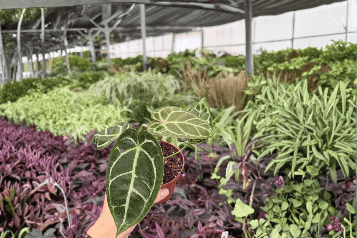 Anthurium Hoffmannii x Green Mamba Live Plants - 4-Inch Pots - 2 Exact Tropical Aroid Specimens - Ornamental Foliage