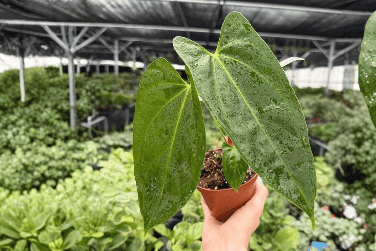 Live Anthurium Plants - 4-Inch Pots - Anthurium Hoffmannii x Red Gunsal - Tropical Aroid Hybrid - 2 Exact Plants