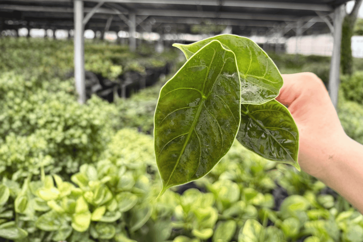 2 Alocasia azlanii Starter Plants - Rare Tropical Aroid with Metallic Foliage - Live Plug Plants for Indoor Collection