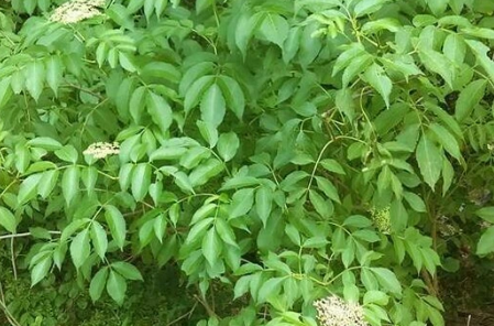 Native American Elderberry Cuttings Set of 10 - Sambucus canadensis Unrooted Hardwood