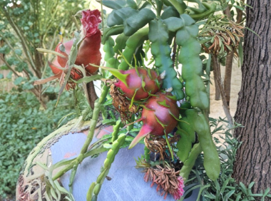 Red Dragon Fruit Cuttings - 2 Pieces Hailey’s Comet Unrooted Pitaya Cactus for Propagation - Hylocereus spp.