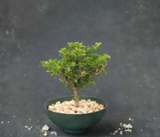 Pereskia Aculeata Live Plant - 6 Inch Leaf Ornamental Cactus - Bonsai Style Cactus Specimen