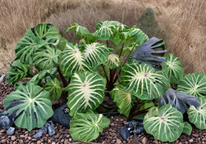 White Lava Elephant Ear Plant Starter - Ornamental Foliage, Colocasia Esculenta, Rooted Live Plant for Gardens and Containers