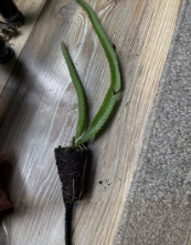 Yellow Dragon Fruit Live Plant - Tropical Starter Cactus - Hylocereus megalanthus - Exotic Gardening - Indoor/Outdoor Plant