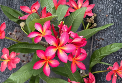 Unrooted Cutting Stub 6-8 Inch Pink Yellow Hawaii Plumeria (Frangipani) for Propagation