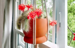 Monkey Tail Cactus Cutting - 8 Inch End Cutting Succulent Plant for Propagation - Cleistocactus colademononis