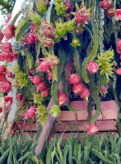 American Beauty Dragon Fruit Cuttings - 2 Fresh Unrooted Red Flesh Variety - Hylocereus undatus