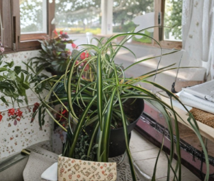 Variegated Spider Plant Cuttings x3 - Large Rooted Houseplant Starters - Chlorophytum comosum