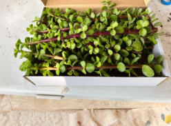 Portulacaria Afra Succulent Cuttings - 4 Pcs Dwarf Jade Cork Bark Style