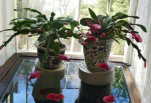 Pink Thanksgiving Cactus Cuttings - 3 Unrooted Schlumbergera truncata - Holiday Cactus Plant Propagation