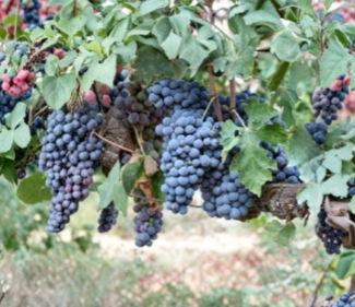 Brachetto Grape Cuttings 5 Count - Vitis Vinifera for Rooting or Grafting - Fruit Vine