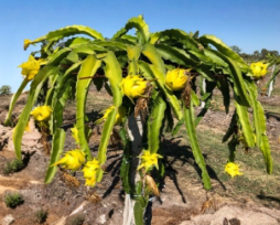 Yellow Dragon Fruit Cutting - 8-12 Inch Live Pitaya Plant - Hylocereus megalanthus - Grown in Florida
