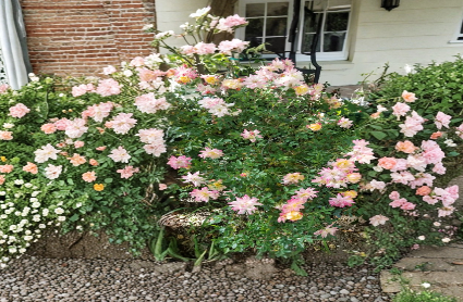 Confetti Miniature Rose Cuttings 3 Count Live Fresh Rosa for Propagation - Perfect for DIY Gardens and Floral Arrangements