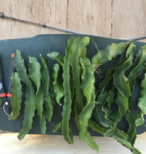 Purple Haze Red Dragon Fruit Cuttings 2 Count, 9-14 Inch Unrooted Pitaya Cactus Stems, Live Plant