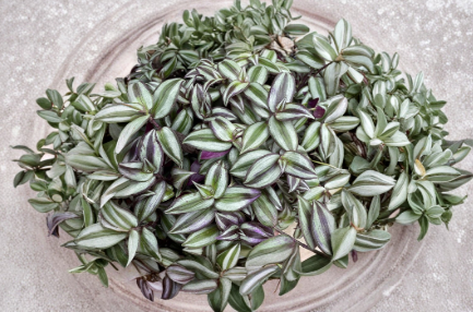 10 Tradescantia Zebrina Cuttings - Purple Trailing Plant Live Stems for Propagation - Indoor Houseplant