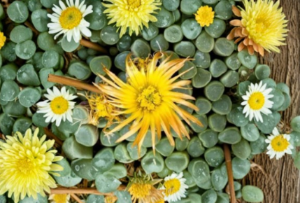 Fenestraria Rhopalophylla Seeds - 20 Count Baby Toes Mesemb Succulent Plant Seed