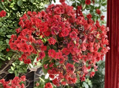 Red Kalanchoe Cuttings 2 Count Unrooted Flowering Succulent Stems for Propagation (Kalanchoe blossfeldiana)