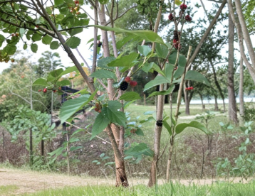 Florida Everbearing Black Mulberry Rooted Cuttings - 2 Count - Morus Fruit Tree - 6 Inch Bare Root