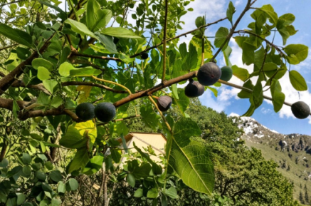 Fig Tree Cutting - 8 Inch Fresh Unrooted Ficus Carica Stem for Propagation - Calderona MP Variety