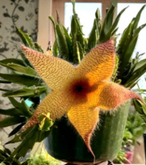 Stapelia Grandiflora Cuttings Set of 2 | Starfish Plant Unrooted Stems | 6 to 8 Inch | Unique Succulent Plant Cuttings