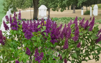 Congo Lilac Starter Plant, Syringa Vulgaris, 4-8 Inch Tall, Well-Rooted Live Shrub, Fragrant Flowering Plant