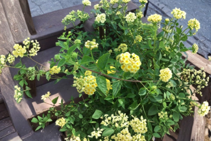 Lemon Lantana Cuttings - 8 Live Stems for Rooting - Flowering Garden Plant - Lantana camara