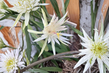 Epiphyllum Orchid Cactus Cutting 8-10 Inch Unrooted 'Ophelia' Night Blooming Cactus for Propagation - Epiphyllum 'Ophelia'