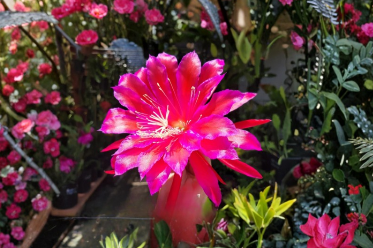 Epiphyllum Cutting 8-10 Inch Unrooted Orchid Cactus Stem - Epiphyllum ferris wheel