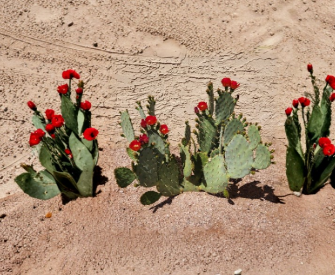 Prickly Pear Cactus Pad Cutting - Opuntia Fruit Punch Hybrid Live Segment for Propagation