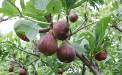 Olympian Fig Tree Live Plant - Ficus Carica - Hardy Fruiting Backyard Tree