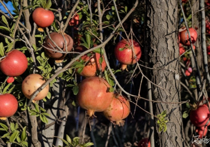 10 Unrooted Pomegranate Cuttings - Wonderful Variety - Punica Granatum - Ideal for Grafting or Rooting - Fresh Scion Wood