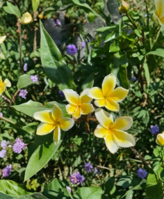Aztec Gold Plumeria Cutting 6-8 Inch Single Head Frangipani Scented Tropical Flower Plant for Propagation - Plumeria spp.