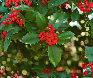 American Holly Cuttings - 15 Fresh Unrooted Stems - Ilex Opaca - Evergreen Tree for Propagation