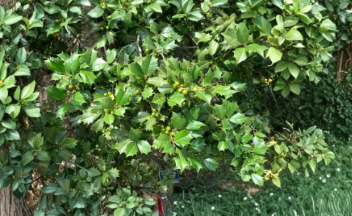 75 American Holly Cuttings, Unrooted Ilex Opaca Stems for Propagation, Organic Grown