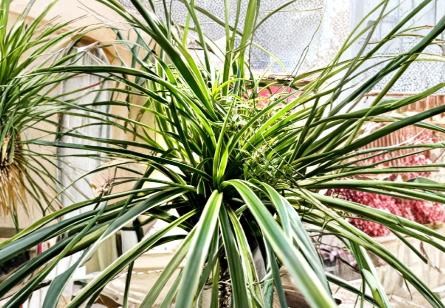 Reverse Variegated Spider Plant Cuttings - 3 Rooted Starts - Chlorophytum comosum - Green & Light-Striped Foliage for Indoor Growing