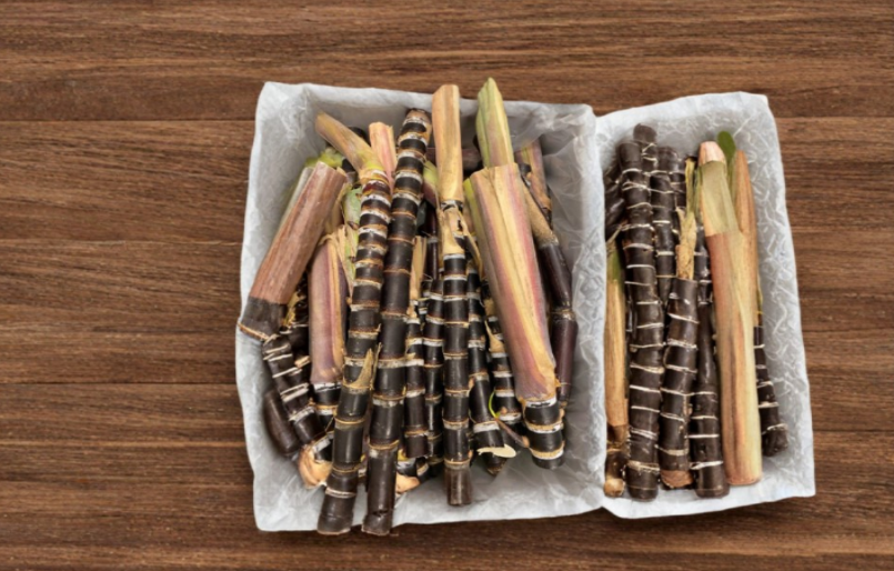 Purple Sugarcane Cuttings 10 Bud Set Saccharum officinarum Tropical Cane for Planting from Florida