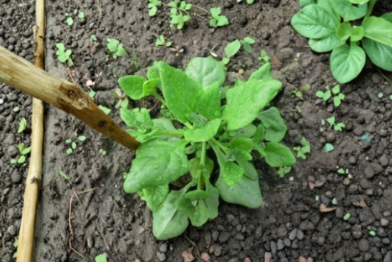 New Zealand Spinach Seeds 250 Pack - Tetragonia tetragonioides - Vegetable Garden Seeds for Home Gardening