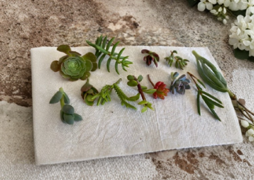 Assorted Succulent Cuttings 12 Pack Unrooted Mixed Varieties Cactus & Succulents for Garden Starter - Perfect for DIY Planters