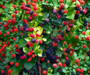 Apache Thornless Blackberry Starter Plug - Live Berry Plant for Garden, Rubus Cultivar