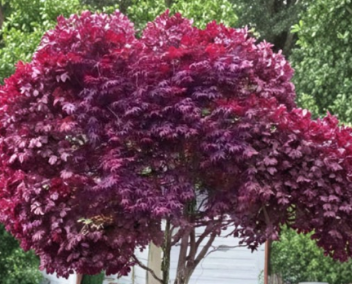 Red Japanese Maple Cutting 6-8 Inch Acer Palmatum Live Stem for Rooting Grafting Garden Tree