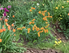 Orange Butterfly Weed Taproots – Asclepias Tuberosa Live Milkweed Plants for Perennial Garden Roots