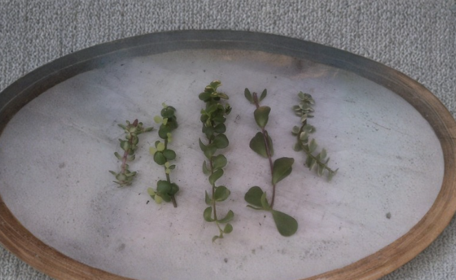 Portulacaria Cuttings Collection - 9 Assorted Elephant Bush Succulent Varieties for Propagation - Succulent Plants