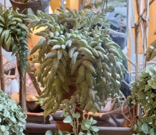 Burros Tail Succulent Cutting - Unrooted Sedum Morganianum - Trailing Indoor Plant Starter