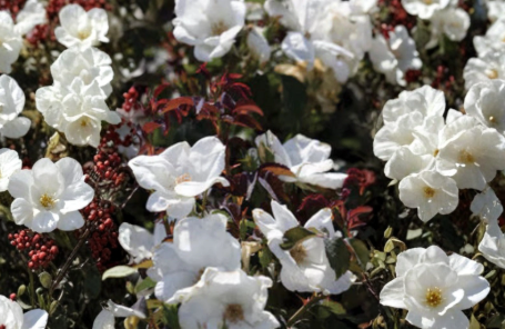 White Knock Out Rose Cuttings 6-8 Inch Unrooted Rosa 'White Knock Out'