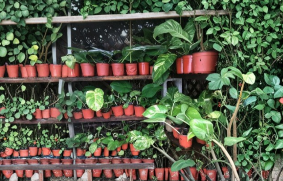 Jade and Golden Pothos Cuttings Combo - Unrooted Stems 4 to 6 Inch - Epipremnum Aureum